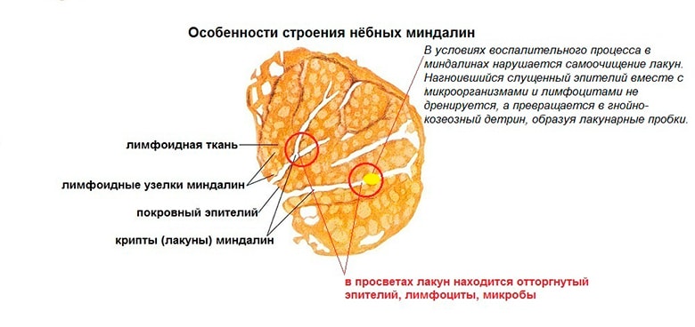 Гланды строение схема миндалины