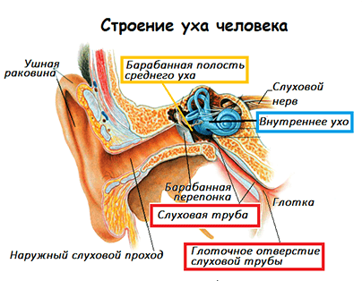 строение уха человека