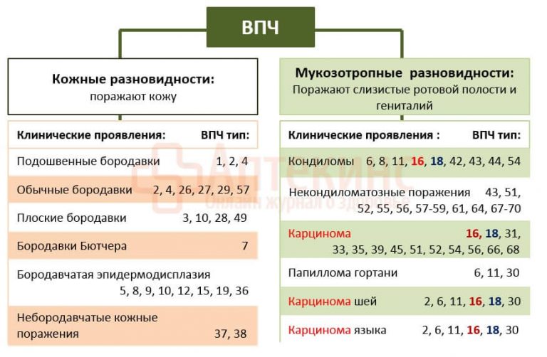 Впч 6 и 11 типа у женщин фото