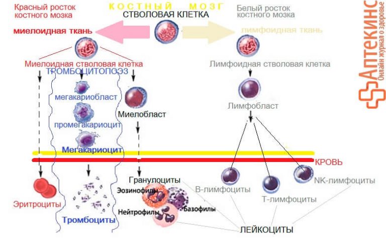 Схема образования тромбоцитов